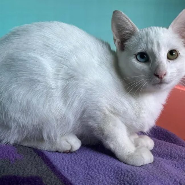 Casper