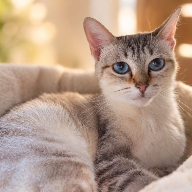 Tiger - Chat à adopter