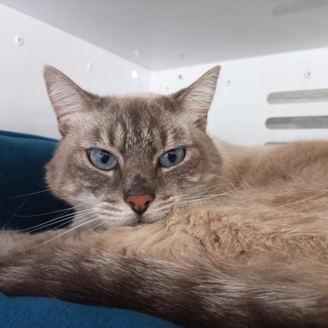 Mogli