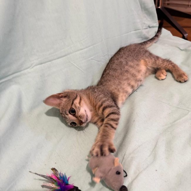 BEMOLE - Chat Européen à adopter