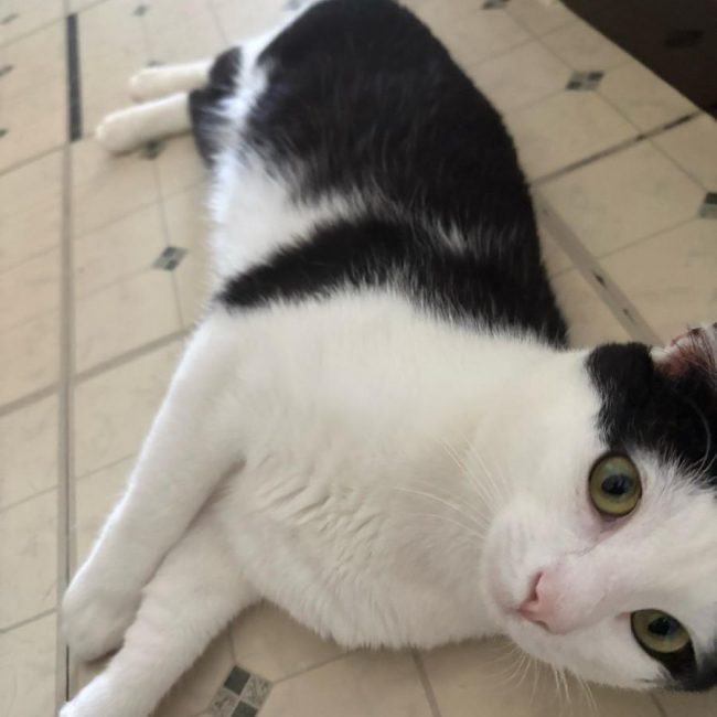 BAGHEERA - Chat Européen à adopter