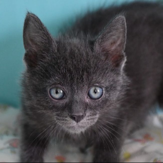 Coco