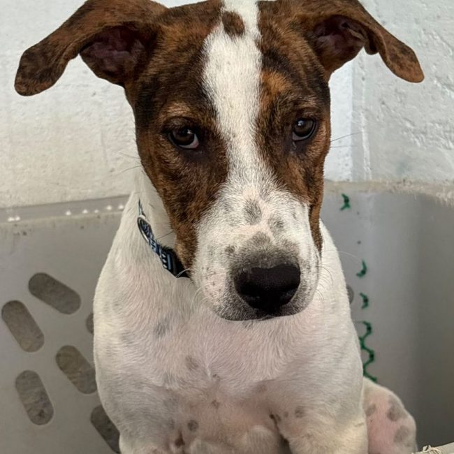 Jacinto - Chien à adopter