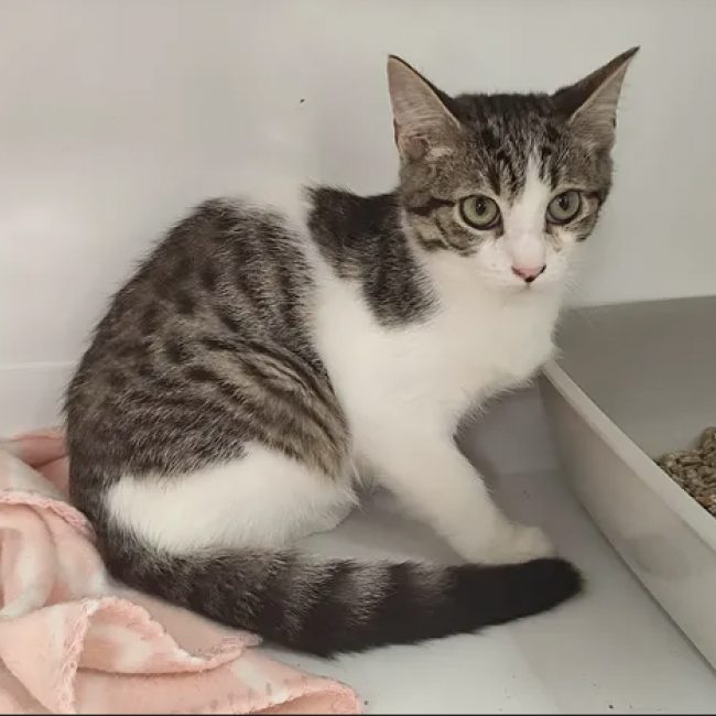Dave - Chat Européen à adopter
