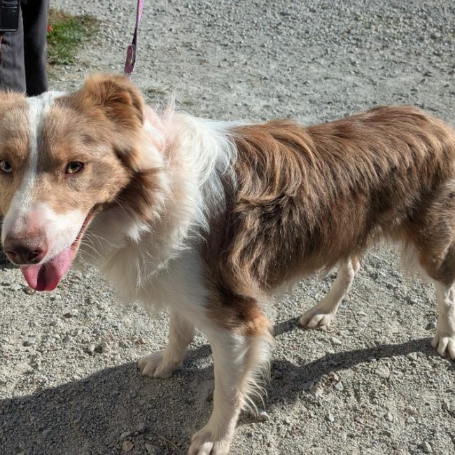 Vino - Chien Border Collie à adopter