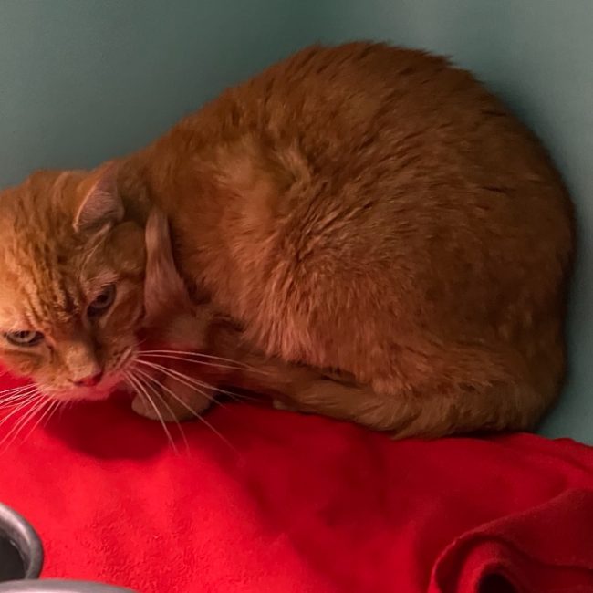 Mitsou - Chat Européen à adopter