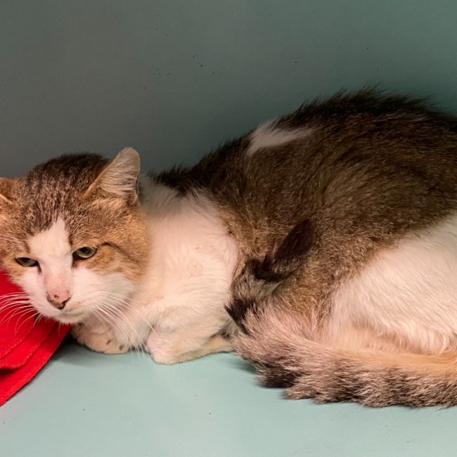 Ko - Chat Européen à adopter