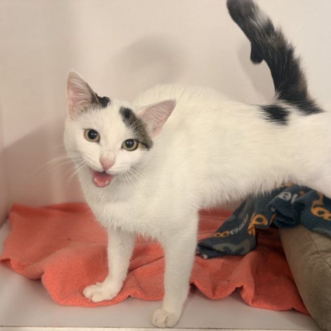 Hevell - Chat Européen à adopter