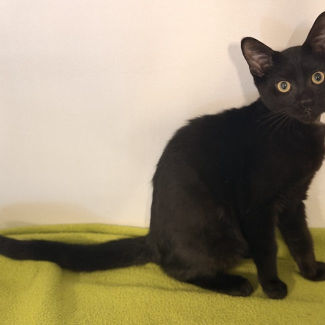 Between - Chat Européen à adopter