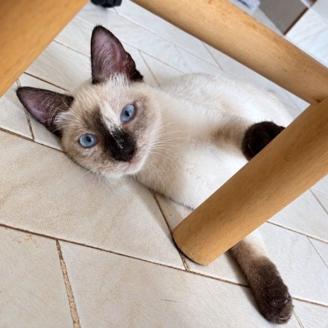 ELEA - Chat Siamois à adopter