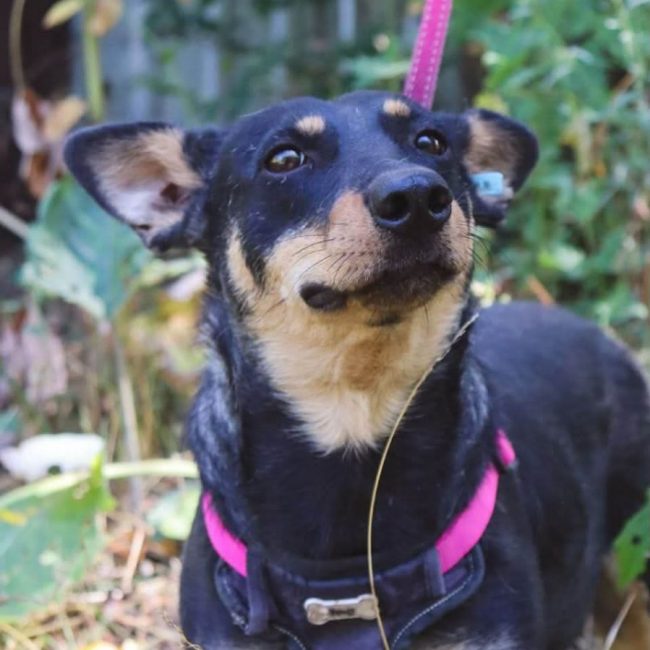 SHARLOTA - Chien à adopter