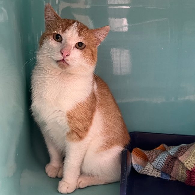 Bretz - Chat Européen à adopter