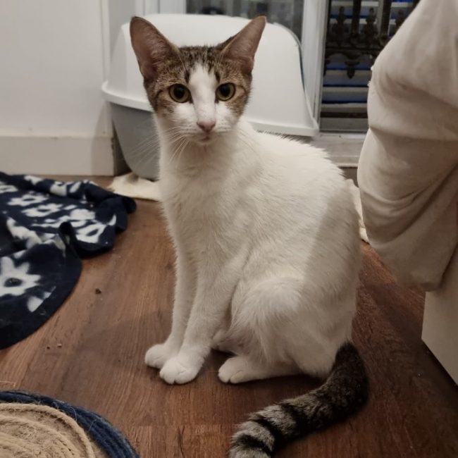 Mokka - Chat Européen à adopter