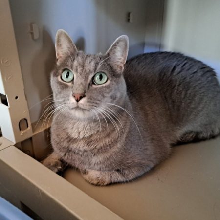 Tayko - Chat Européen à adopter