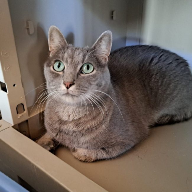 Tayko - Chat Européen à adopter