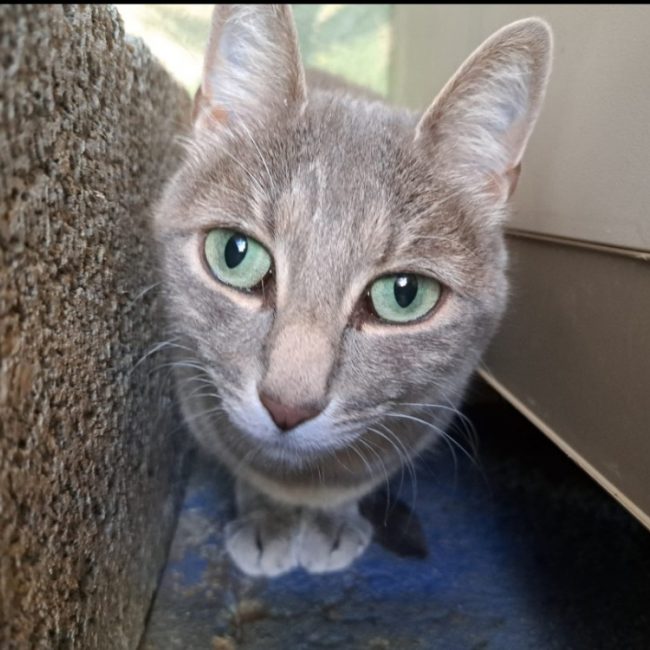 Tykie - Chat Européen à adopter