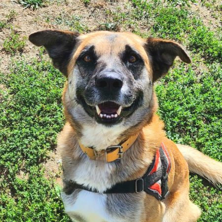 Psyke - Chien Berger Belge Malinois à adopter