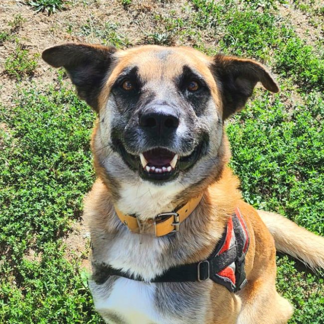 Psyke - Chien Berger Belge Malinois à adopter