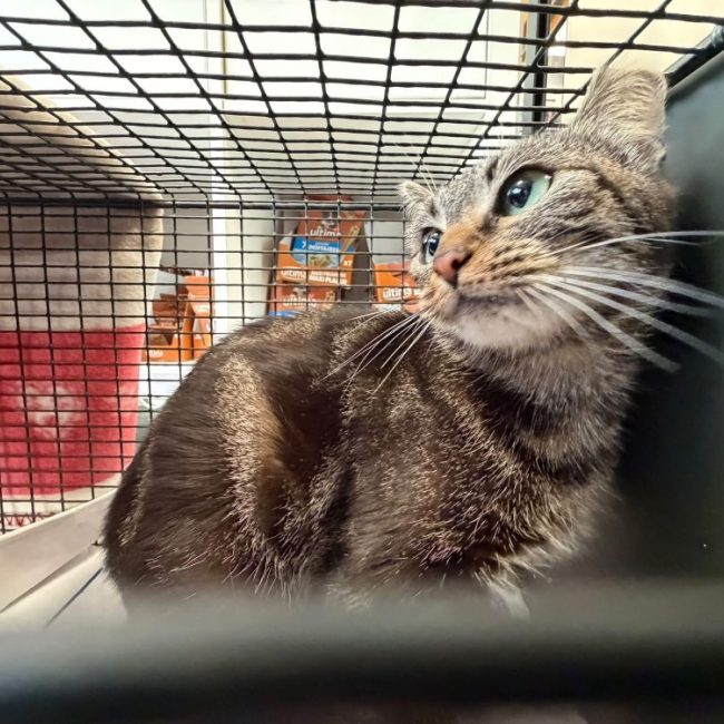 Canelle - Chat Européen à adopter