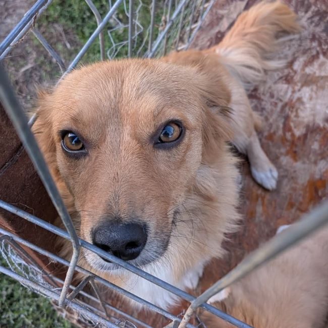 Nostra - Chien à adopter