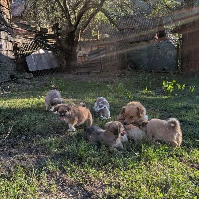 Adhara - Chien à adopter