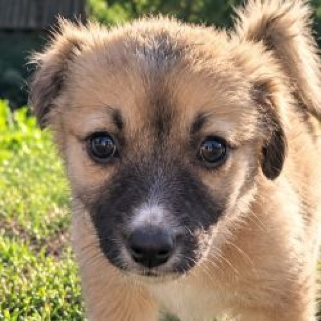 Eris - Chien à adopter