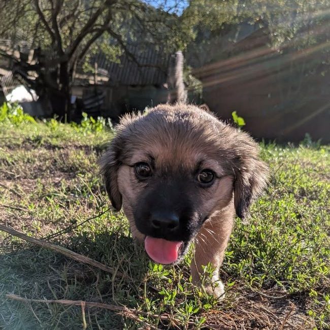 Sienna - Chien à adopter