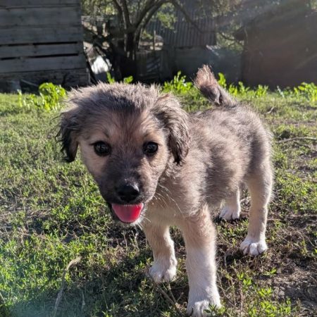 Cooper - Chien à adopter