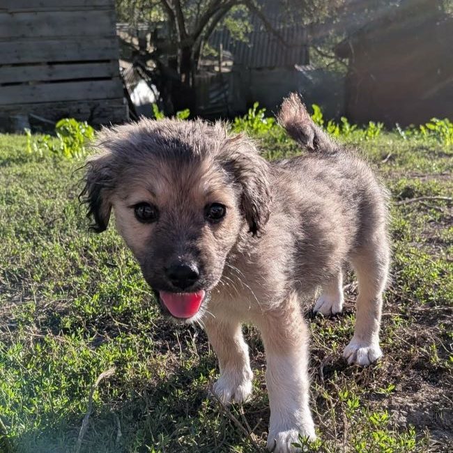 Cooper - Chien à adopter