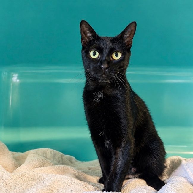 Kooky - Chat Européen à adopter