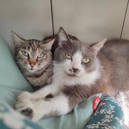 Mikasa - Chat Européen à adopter