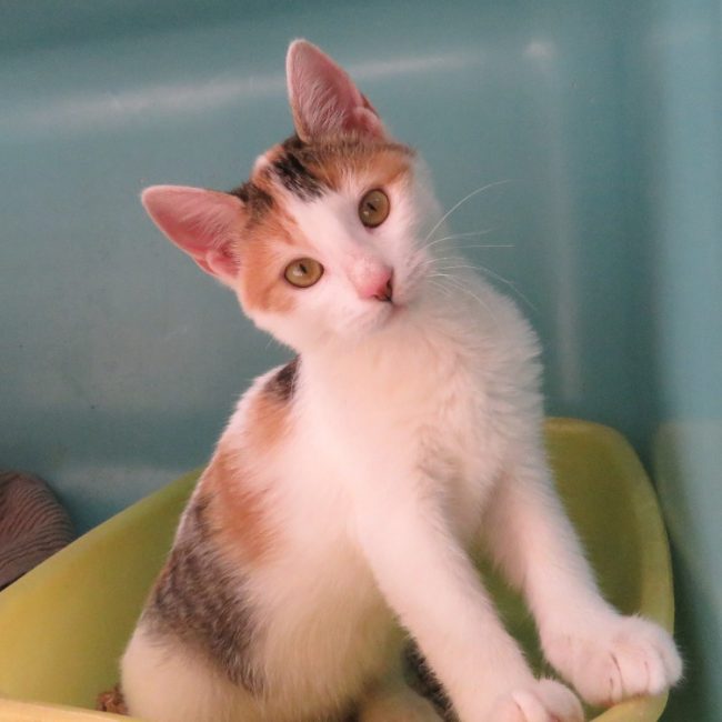 Lexie - Chat Européen à adopter