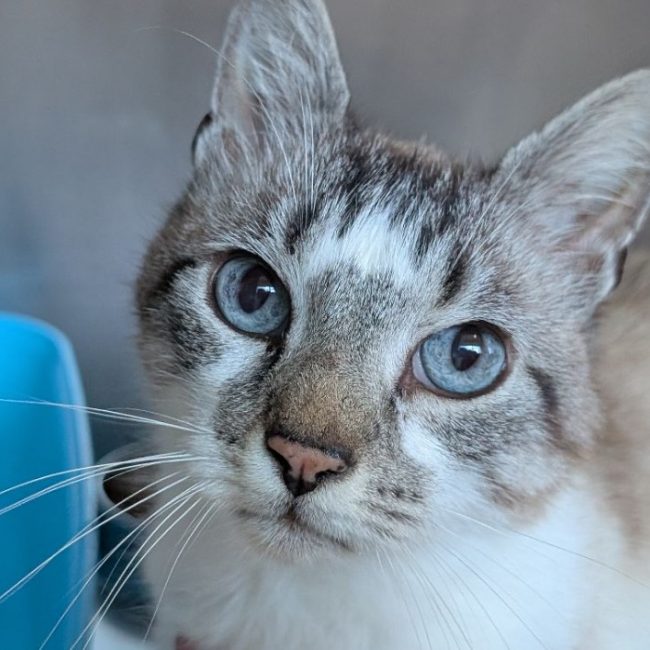 Crumble - Chat Européen à adopter