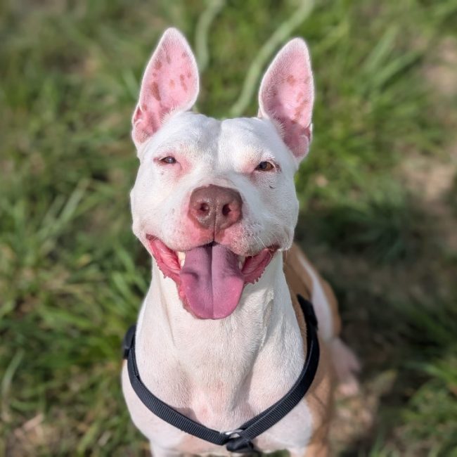 Jerry - Chien Bouledogue Américain à adopter