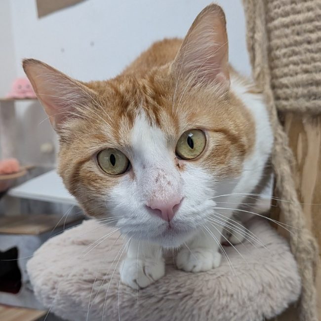 Simeon - Chat Européen à adopter