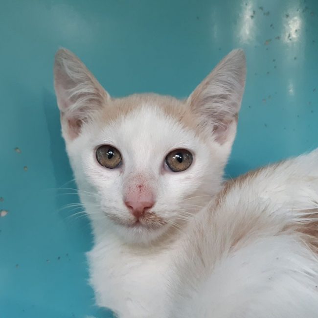 Colt - Chat Européen à adopter