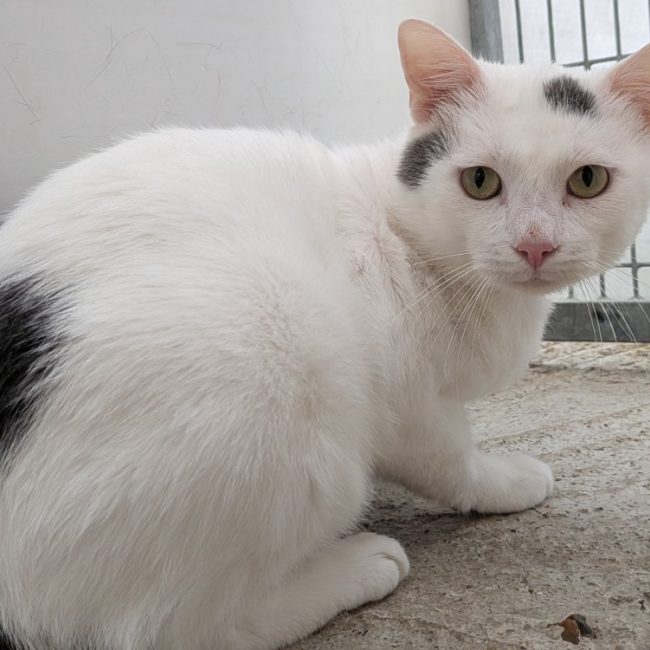Gustave - Chat Européen à adopter