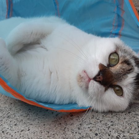 Homer - Chat Européen à adopter