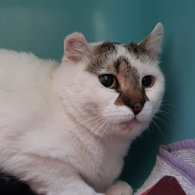 Homer - Chat Européen à adopter