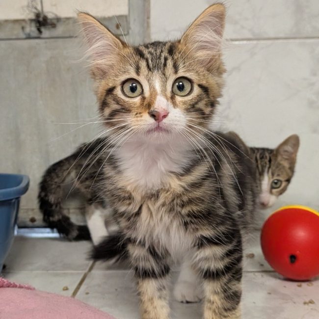 Neo - Chat Européen à adopter