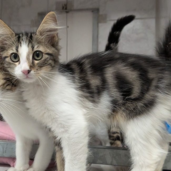 Leon - Chat Européen à adopter