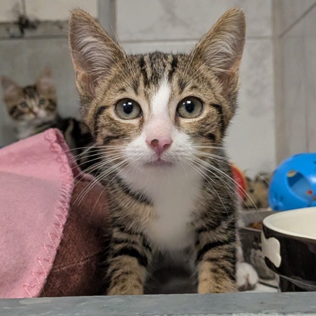 Sacha - Chat Européen à adopter