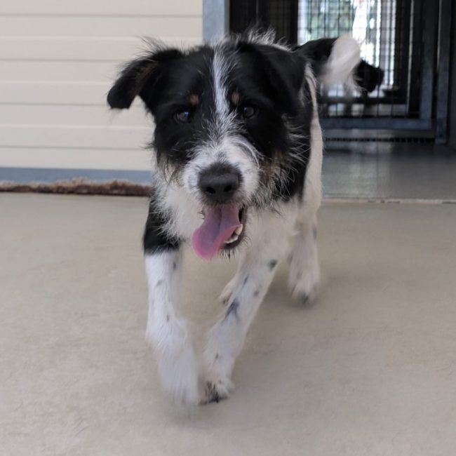 Otis - Chien à adopter