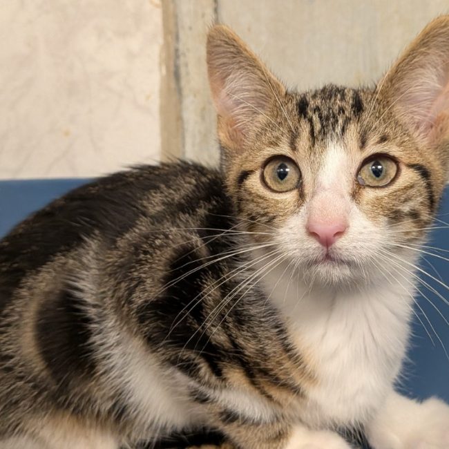 Amber - Chat Européen à adopter