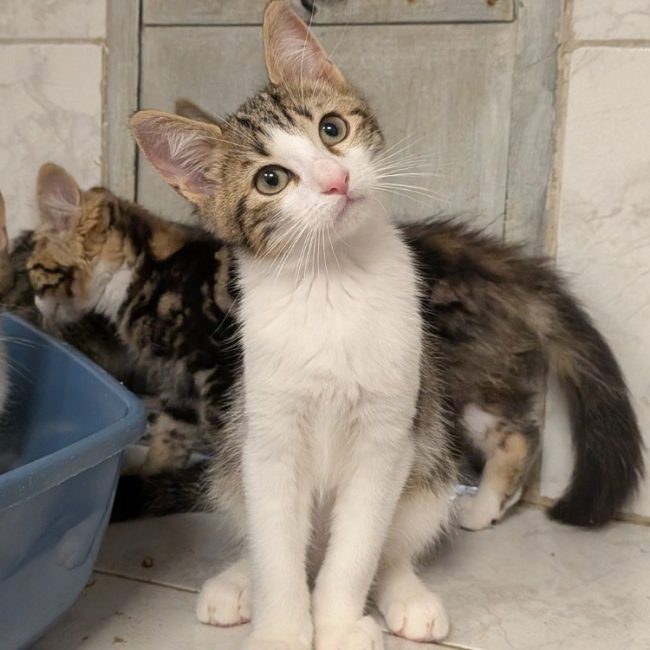 Oscar - Chat Européen à adopter