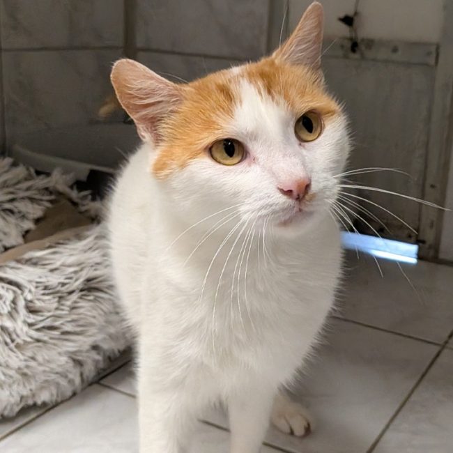 Crousti - Chat Européen à adopter