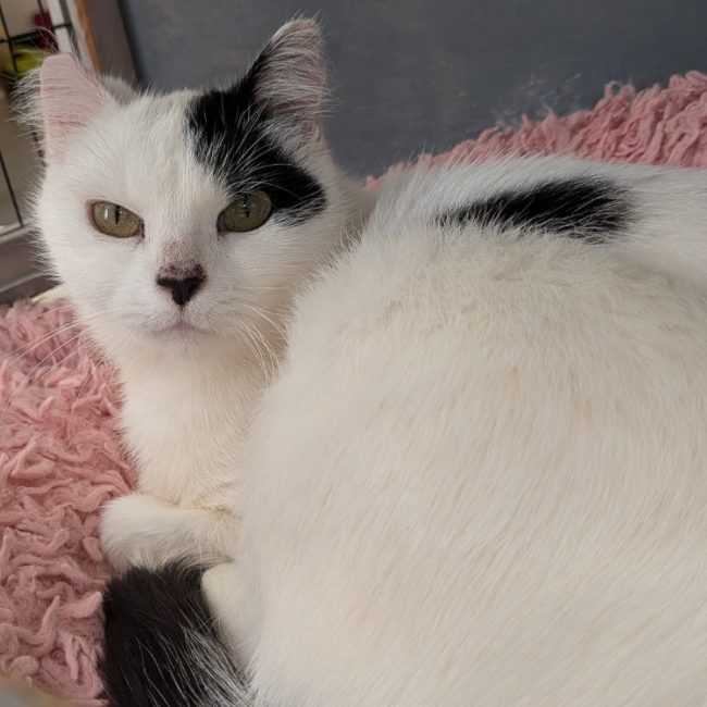 Manille - Chat Européen à adopter