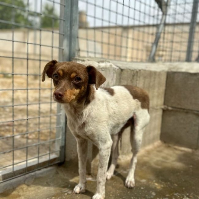 BINA - Chien à adopter