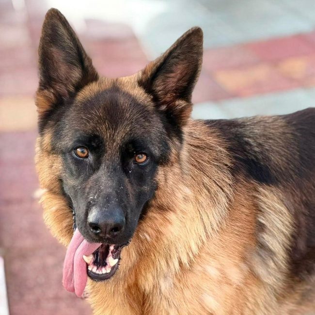 Volcán - Chien Berger Allemand à adopter