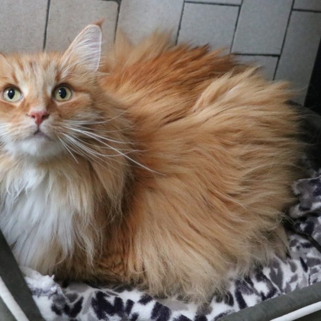 Nottingham - Chat Norvégien à adopter